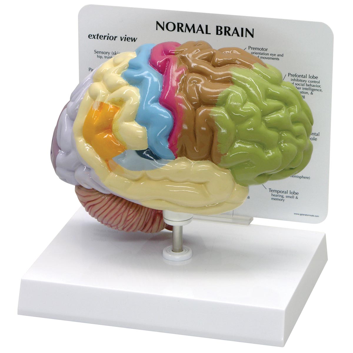 Modell eines halben Gehirns, Bestellnummer 1019543, 2950, GPI Anatomicals