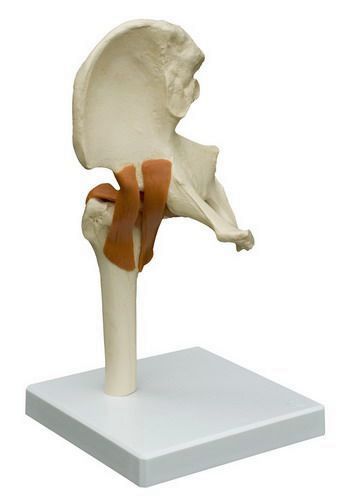 Hüftgelenk, schwer, Bestellnummer A251, Rüdiger-Anatomie