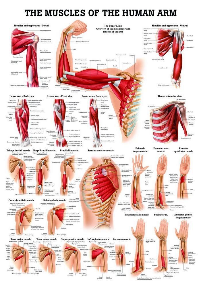 Muscles of the Arm, englisch, 50x70 cm, laminiert, Bestellnummer PO54e/L, Rüdiger-Anatomie