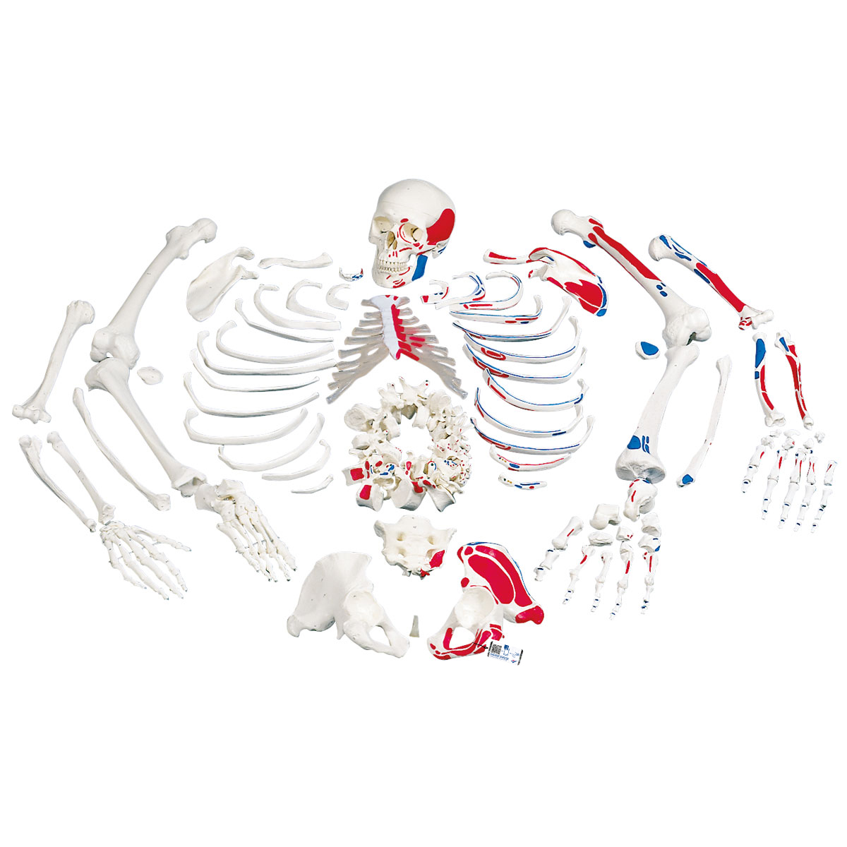 Unmontiertes Skelett Modell mit Muskeldarstellung, Knochen von Hand & Fuß auf Draht, lebensgroß - 3B Smart Anatomy, Bestellnummer 1020158, A05/2, 3B Scientific