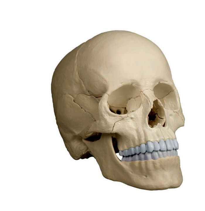 Osteopathie-Schädelmodell, 22-teilig, anatomische Ausführung - EZ Augmented Anatomy, Bestellnummer 4701, Erler-Zimmer