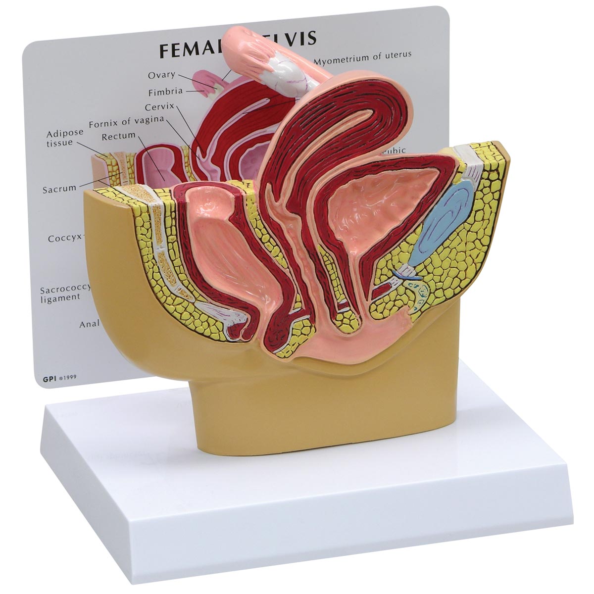 Modell eines weiblichen Beckens, Bestellnummer 1019561, 3500, GPI Anatomicals
