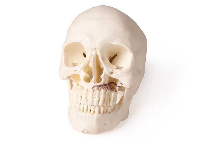 Skull model for dentistry and oral surgery, 5-part