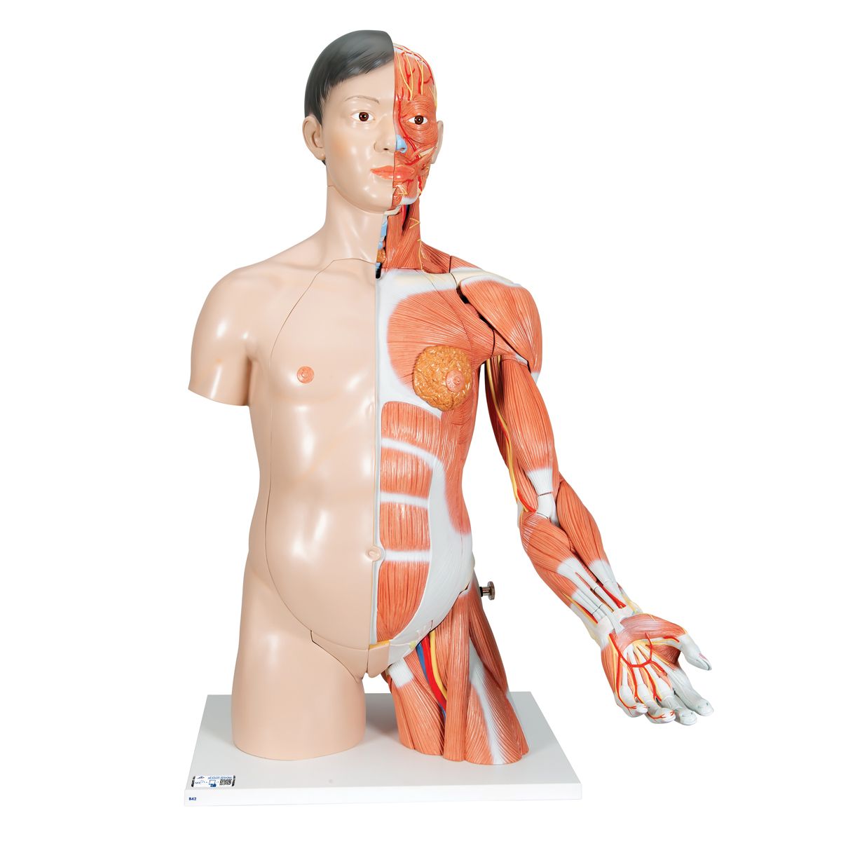 Asiatisches Luxus Torso Modell, mit weiblichen & männlichen Geschlechtsorganen und mit Muskelarm, 33-teilig - 3B Smart Anatomy, Bestellnummer 1000204, B41, 3B Scientific
