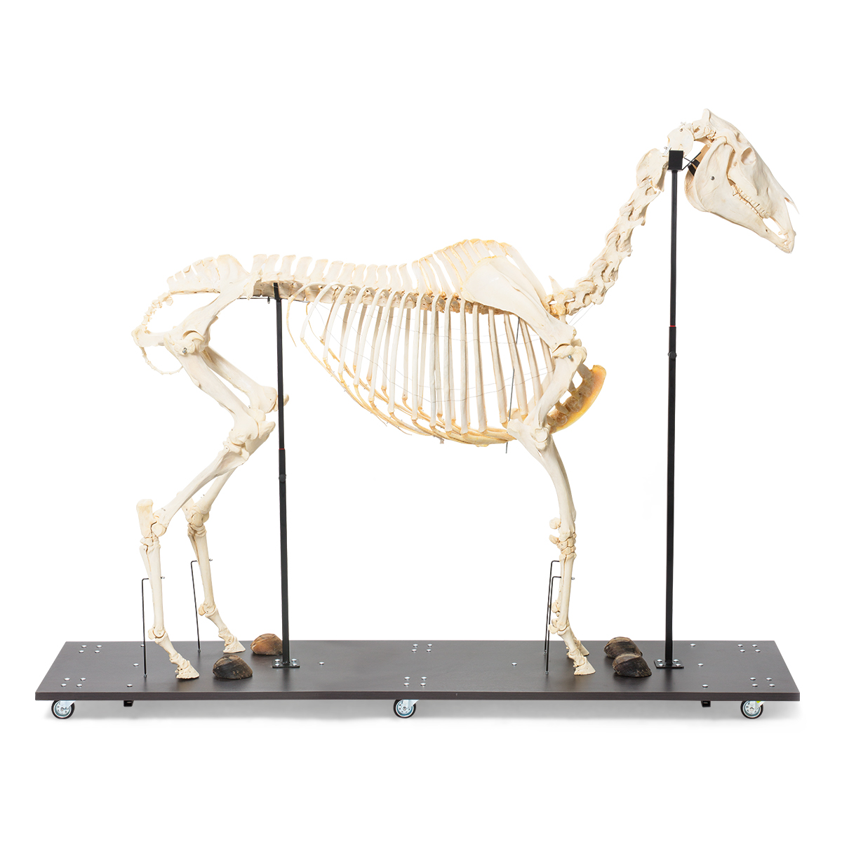 Pferdeskelett (Equus ferus caballus), männlich, Präparat, Bestellnummer 1021003, T300141m, 3B Scientific