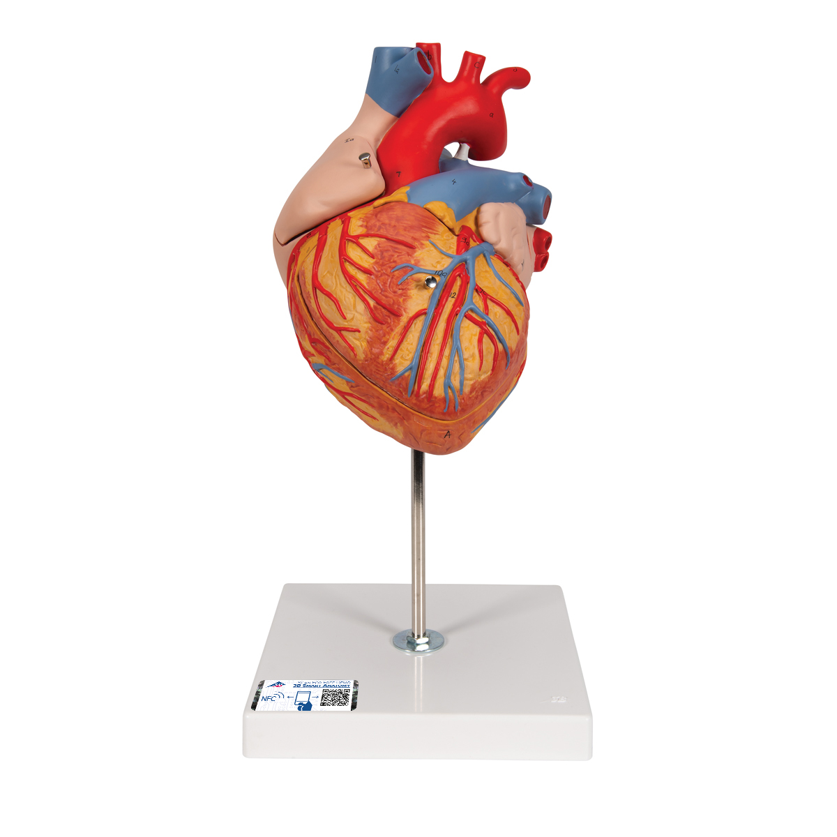 Herzmodell, 2-fache Größe, 4-teilig - 3B Smart Anatomy, Bestellnummer 1000268, G12, 3B Scientific