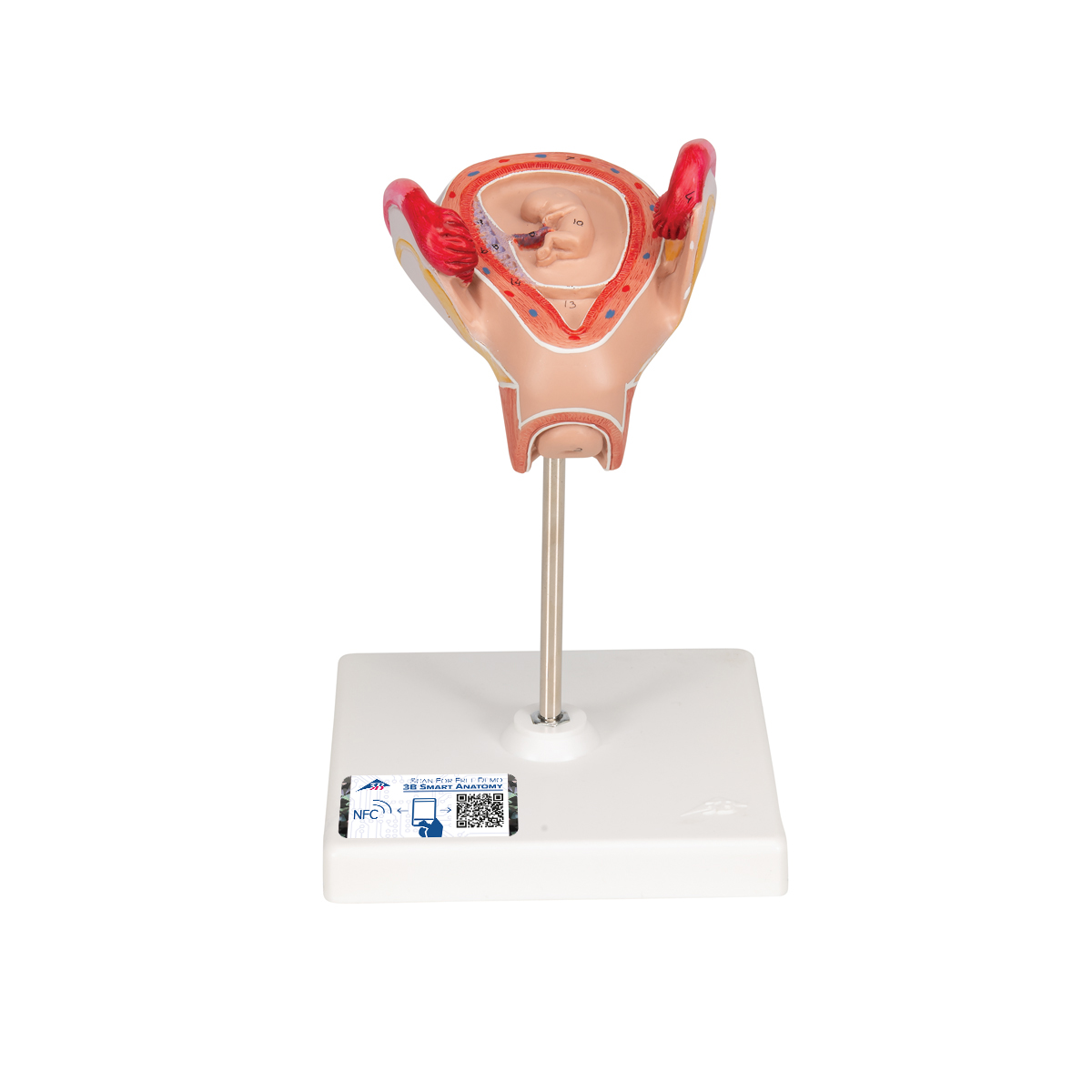 Embryo Modell, 2. Monat - 3B Smart Anatomy, Bestellnummer 1000323, L10/2, 3B Scientific