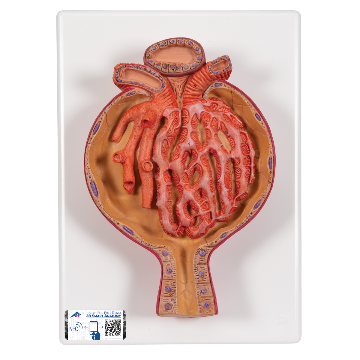 Nierenkörperchen Modell, 700-fache Größe - 3B Smart Anatomy, Bestellnummer 1000298, K10/2, 3B Scientific