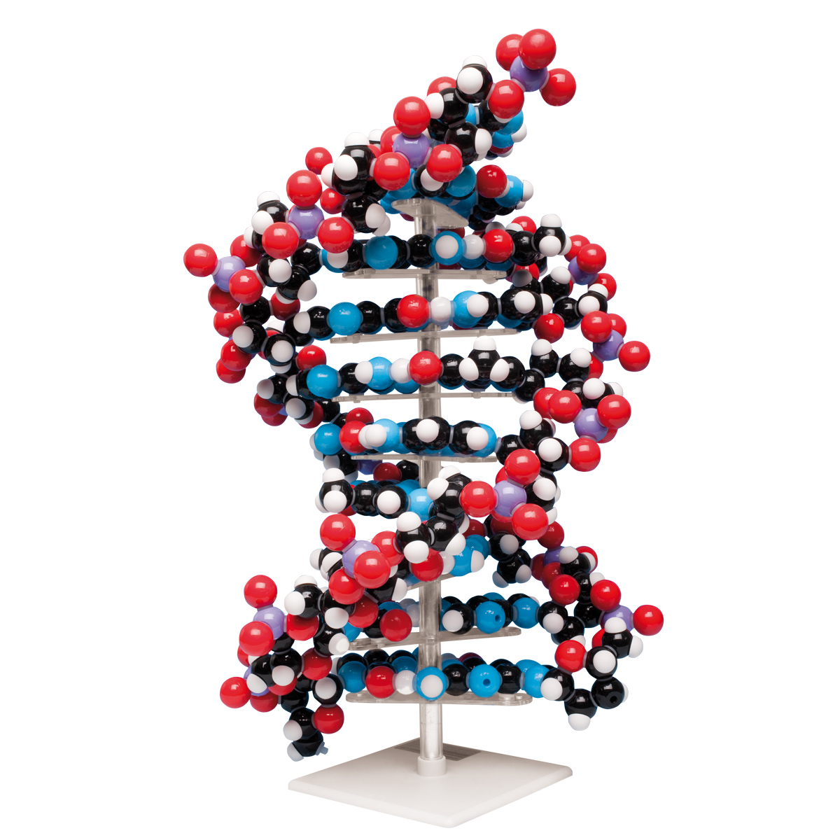 Orbit™: Kurzes DNA-Modell, Bestellnummer 1005317, W19820, W19820, Cochranes
