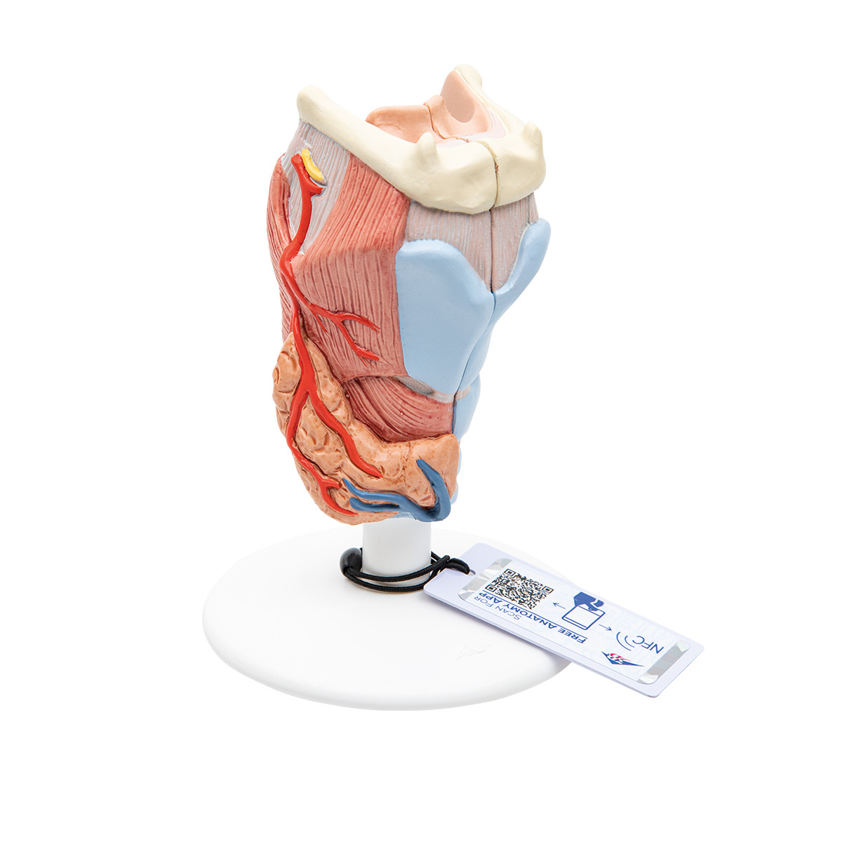 Kehlkopfmodell, 2-teilig - 3B Smart Anatomy, Bestellnummer 1000273, G22, 3B Scientific