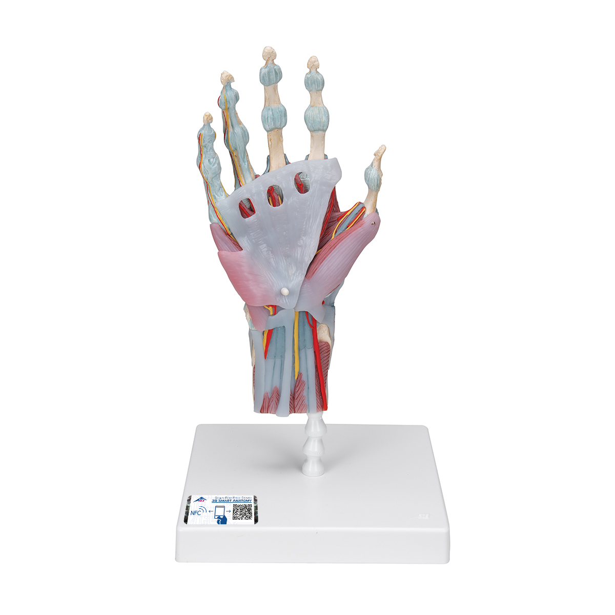 Modell des Handskeletts mit Bändern & Muskeln - 3B Smart Anatomy, Bestellnummer 1000358, M33/1, 3B Scientific