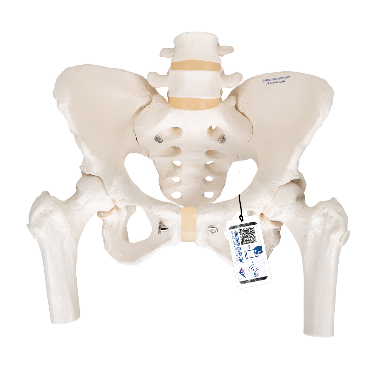 Becken-Skelett Modell, weiblich, mit Oberschenkelstümpfen - 3B Smart Anatomy, Bestellnummer 1000135, A62, 3B Scientific