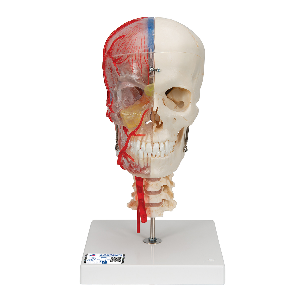 BONElike™ Schädel Modell, transparent und didaktisch aufbereitet, 7-teilig - 3B Smart Anatomy, Bestellnummer 1000064, A283, 3B Scientific