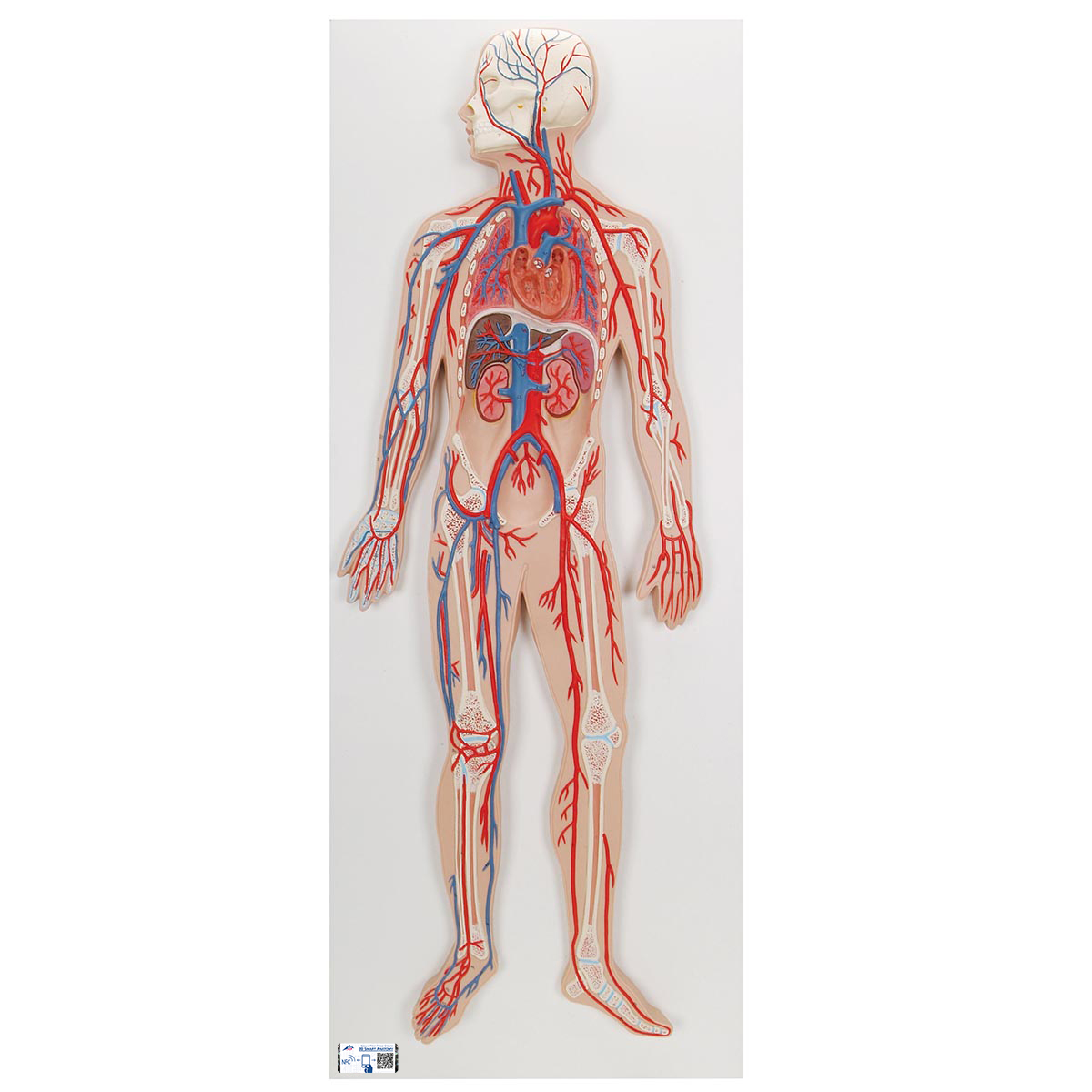 Blutkreislauf Modell - 3B Smart Anatomy, Bestellnummer 1000276, G30, 3B Scientific