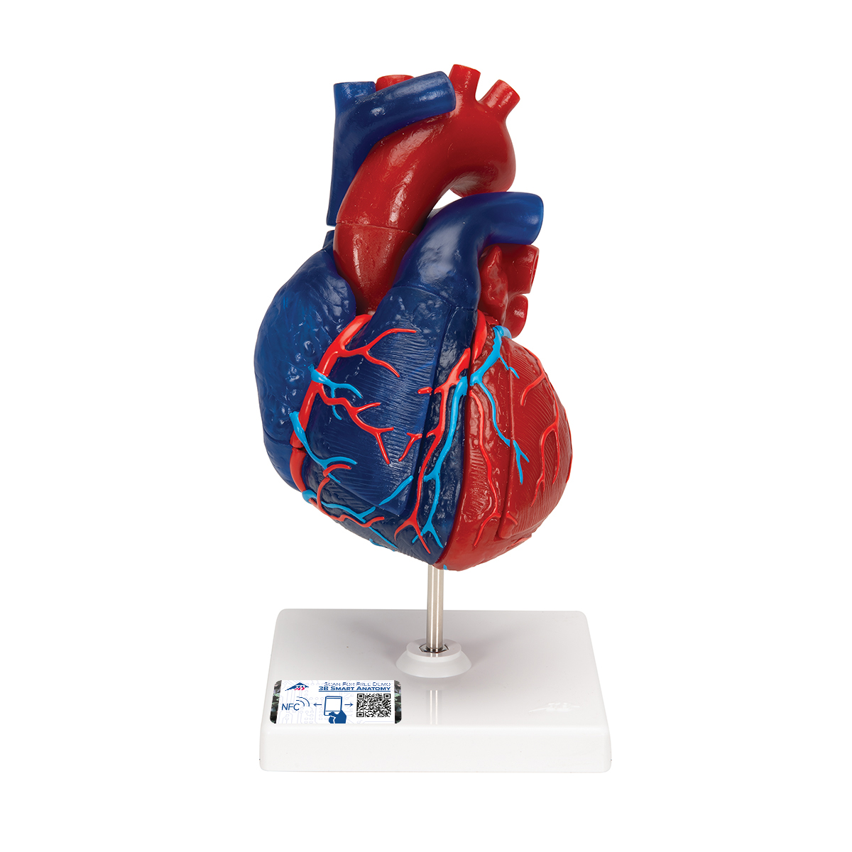 Herzmodell in Lebensgröße, didaktisch gefärbt, 5-teilig - 3B Smart Anatomy, Bestellnummer 1010007, G01/1, 3B Scientific