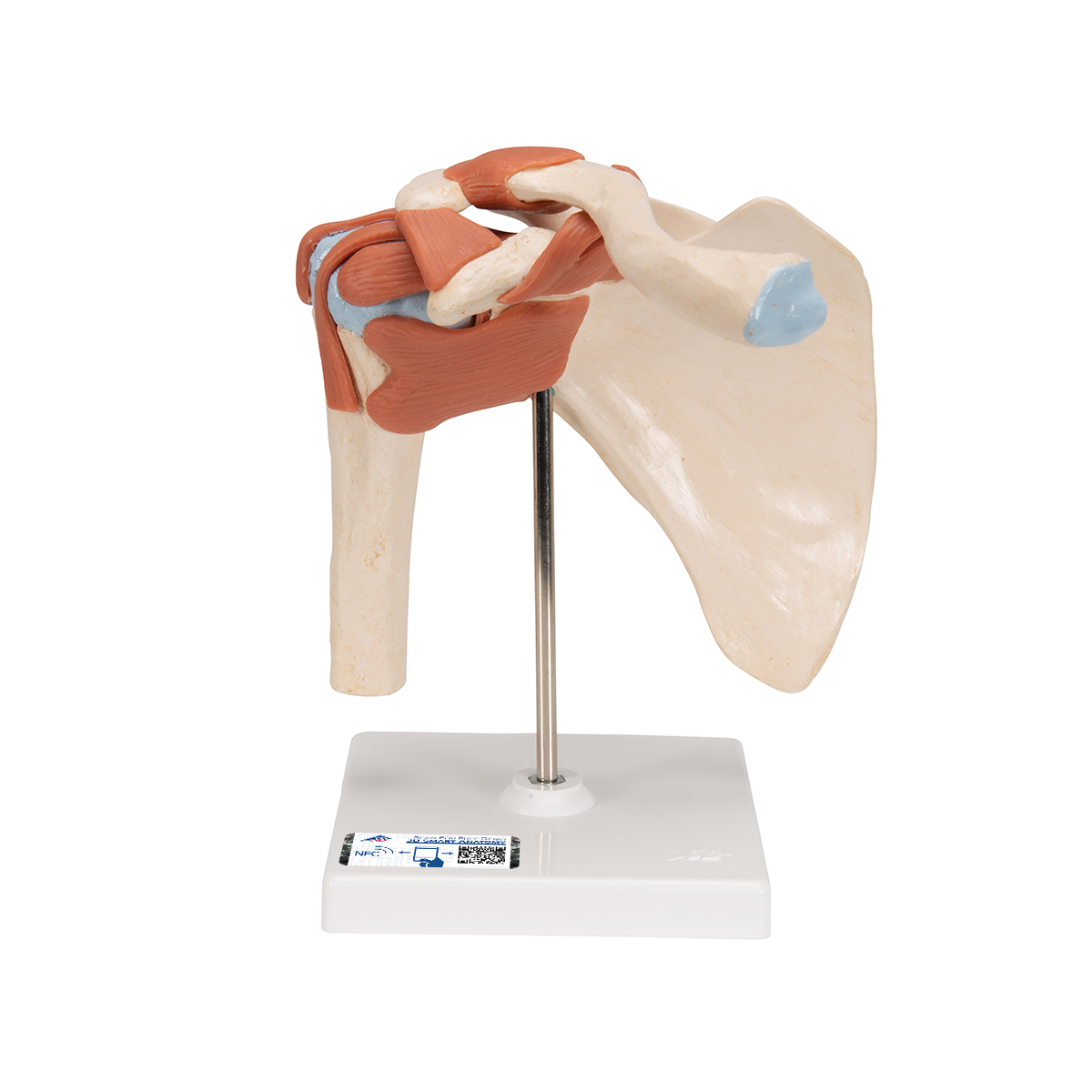 Funktionales Schultergelenkmodell "Luxus" mit Bändern - 3B Smart Anatomy, Bestellnummer 1000160, A80/1, 3B Scientific