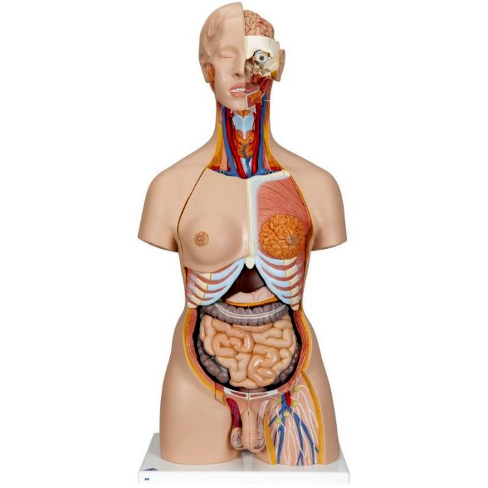 Deluxe Dual Sex Human Torso Model with Opened Back, 28 part - 3B Smart Anatomy
