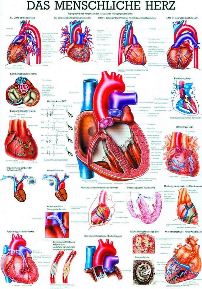 Das Herz, 23x33 cm, laminiert, Bestellnummer MIPOTA12/L, Rüdiger-Anatomie