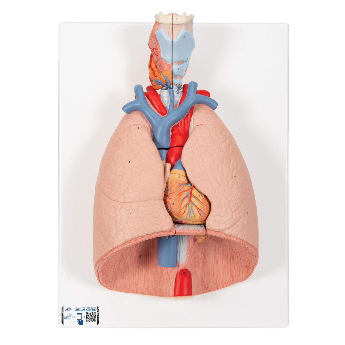 Lungenmodell mit Kehlkopf, 7-teilig - 3B Smart Anatomy, Bestellnummer 1000270, G15, 3B Scientific