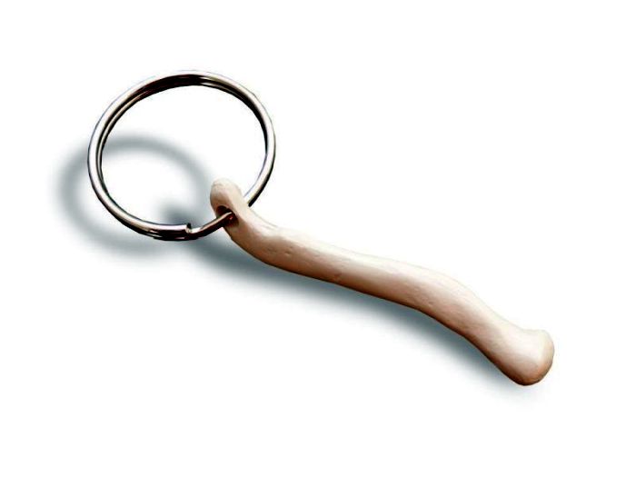 Schlüsselanhänger Mini-Schlüsselbein (Clavicula), Bestellnummer AN37, Rüdiger-Anatomie