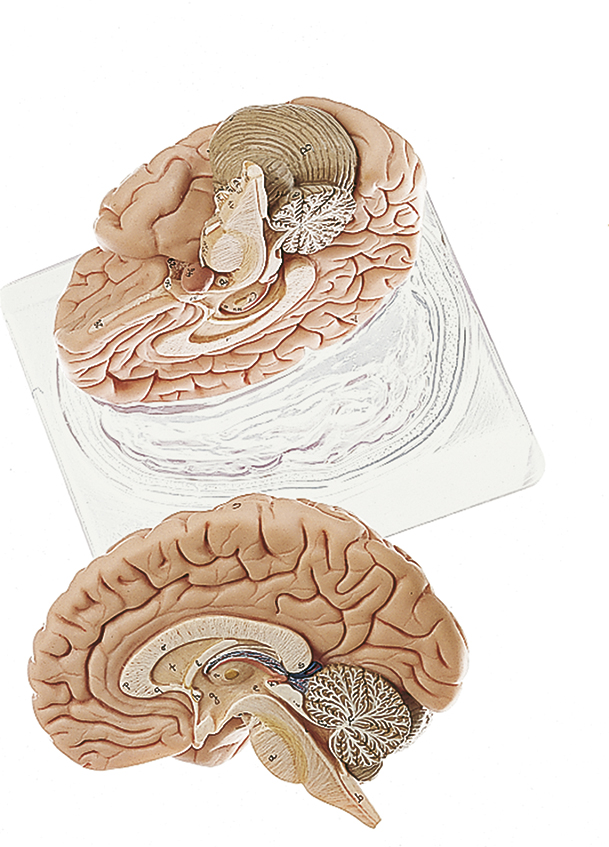 Gehirn, Bestellnummer BS 21, SOMSO-Modelle
