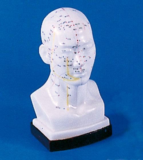 Chinesischer Akupunkturkopf, Bestellnummer 2070, Erler-Zimmer