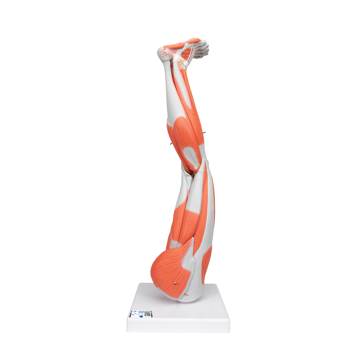 Beinmuskel Modell, 9-teilig - 3B Smart Anatomy, Bestellnummer 1000351, M20, 3B Scientific