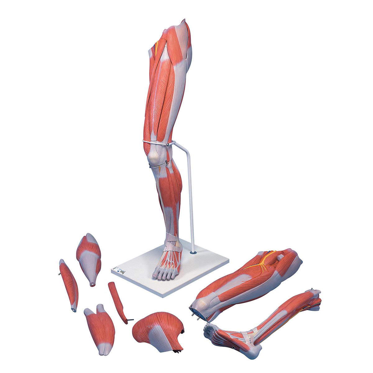 Beinmuskel Modell, 7-teilig - 3B Smart Anatomy, Bestellnummer 1000352, M21, 3B Scientific