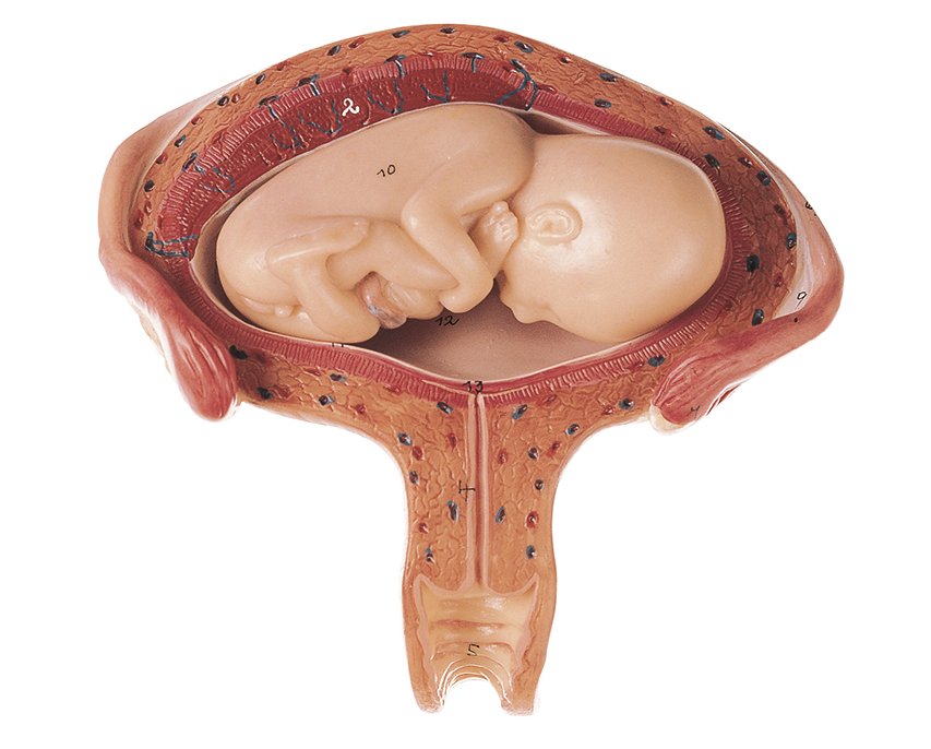 Uterus mit Fetus im 4. bis 5. Monat, Bestellnummer MS 12/4, SOMSO-Modelle
