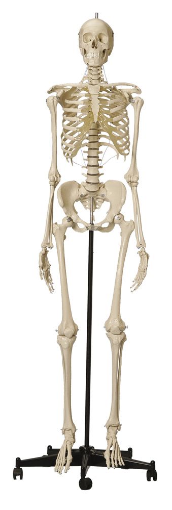 Skelett mit weiblichem Becken, schwer, Bestellnummer A262, Rüdiger-Anatomie