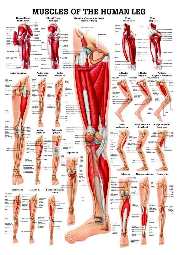 Muscles of the Leg, englisch, 50x70 cm, laminiert, Bestellnummer PO56e/L, Rüdiger-Anatomie