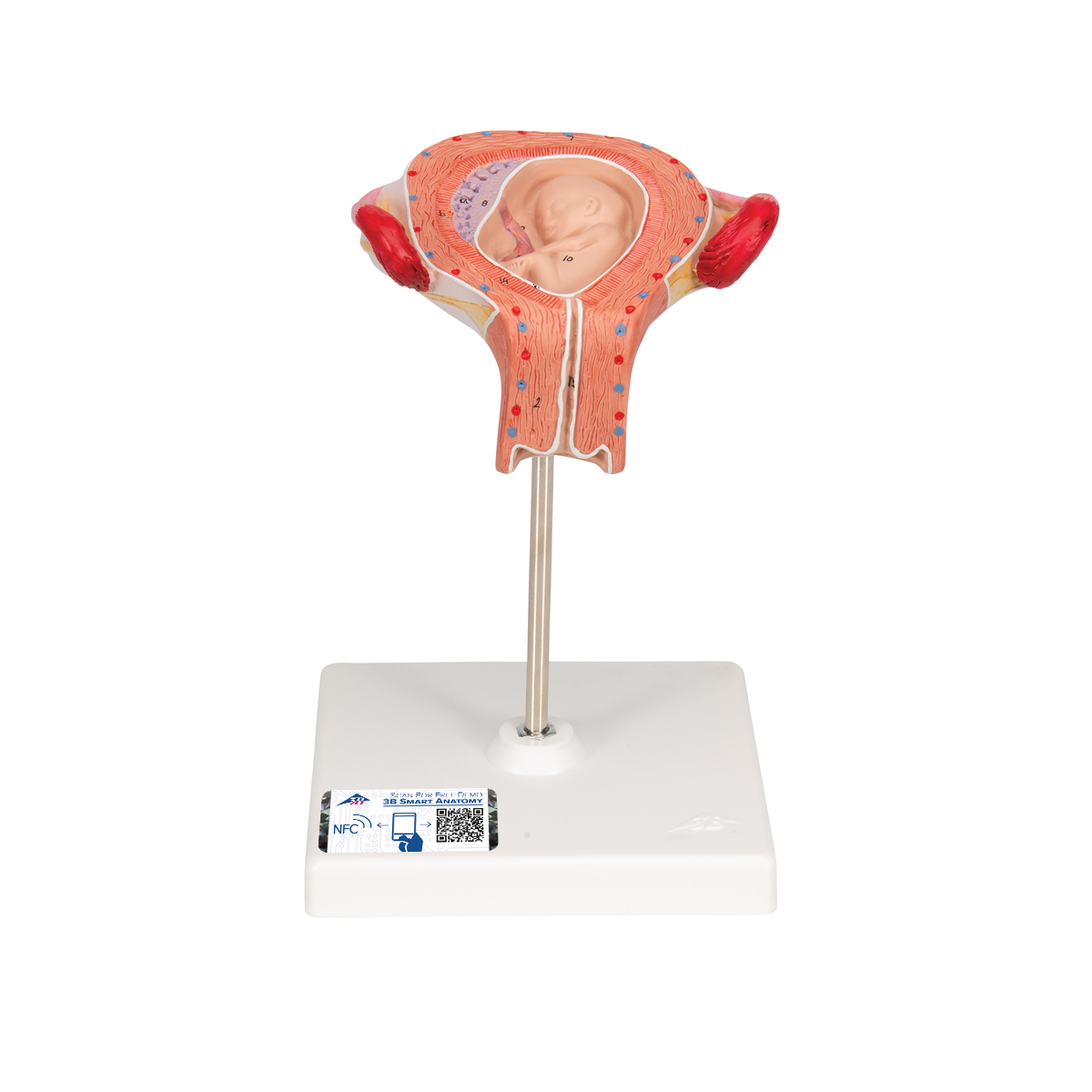 Fetus Modell, 3. Monat - 3B Smart Anatomy, Bestellnummer 1000324, L10/3, 3B Scientific