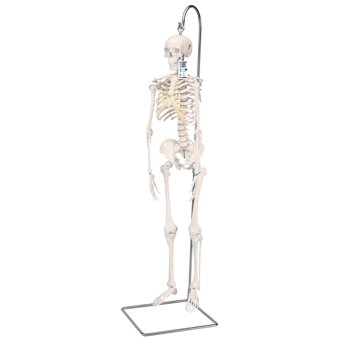Mini Skelett Modell "Shorty", mit 3-teiligem Schädel, auf Hängestativ - 3B Smart Anatomy, Bestellnummer 1000040, A18/1, 3B Scientific