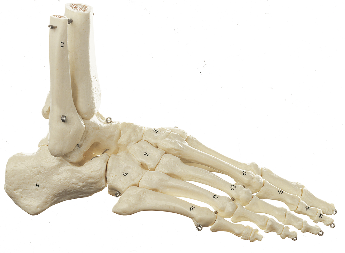 Fuss-Skelett (Drahtmontage), Bestellnummer QS 22, SOMSO-Modelle