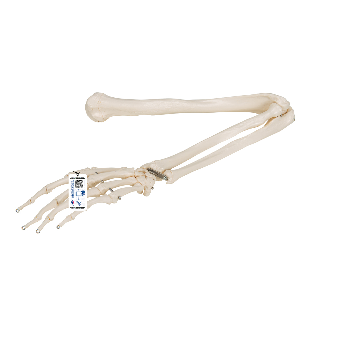 Armskelett Modell mit flexiblem Ellbogengelenk - 3B Smart Anatomy, Bestellnummer 1019371, A45, 3B Scientific