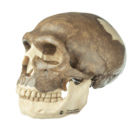 Schädelrekonstruktion von Homo neanderthalensis, Bestellnummer S 3, SOMSO-Modelle