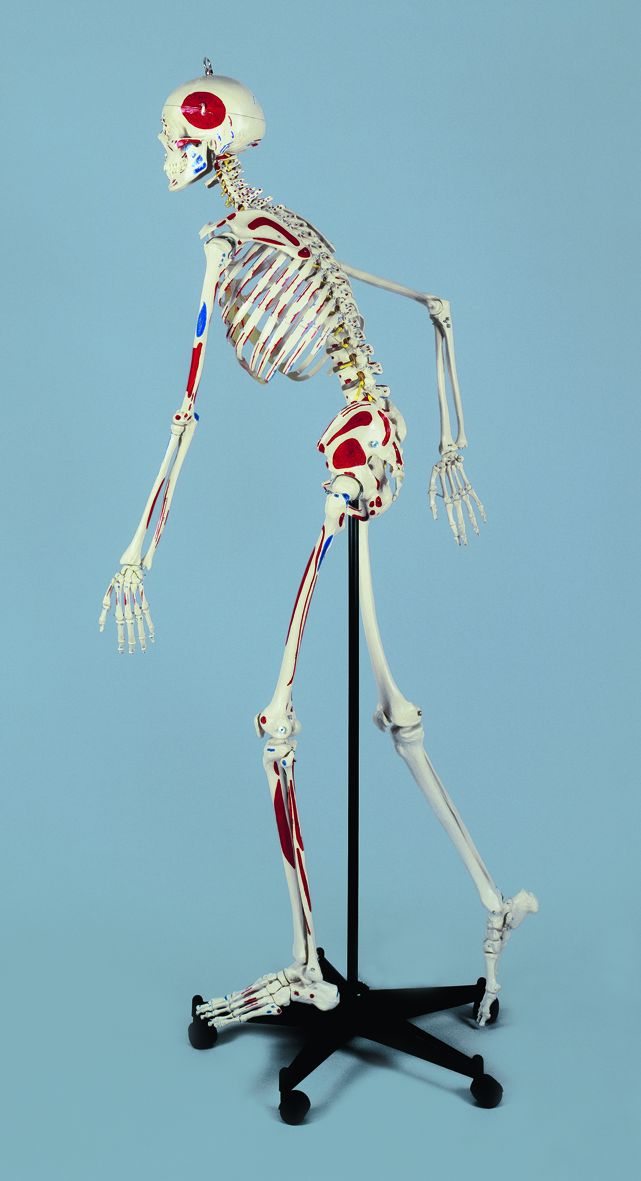 Homo-Skelett, flexibel und mit Muskeln, schwer, Bestellnummer A200.3, Rüdiger-Anatomie