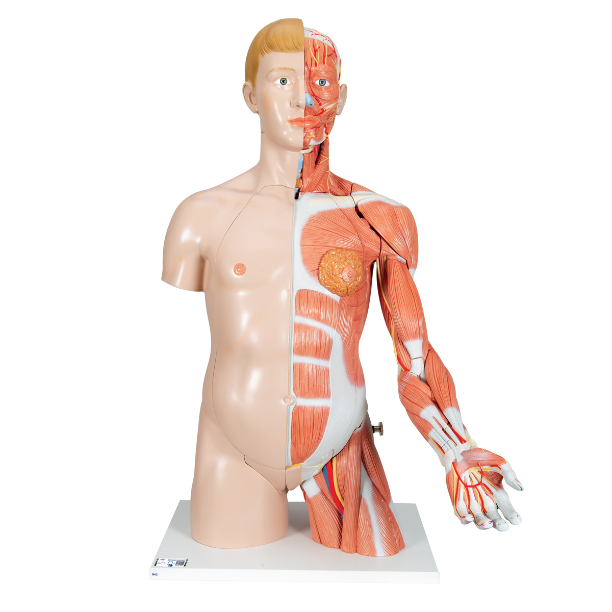 Luxus Torso Modell, mit weiblichen & männlichen Geschlechtsorganen und mit Muskelarm, 33-teilig - 3B Smart Anatomy, Bestellnummer 1000205, B42, 3B Scientific