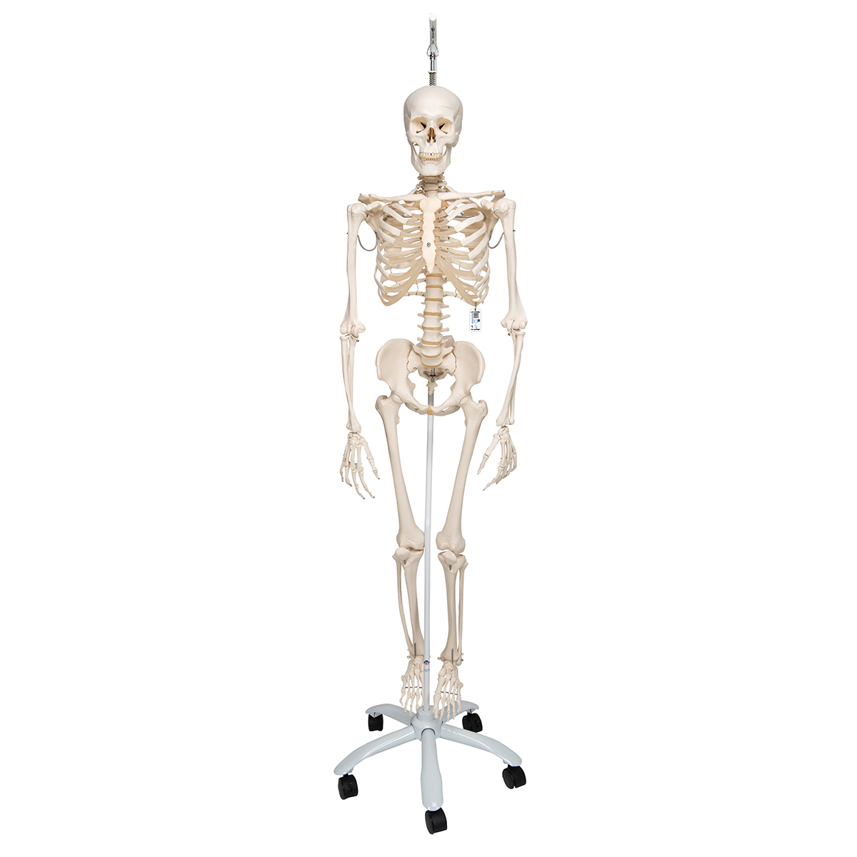 Skelett Phil A15/3, das physiologische Skelett an Metallhängestativ mit 5 Rollen