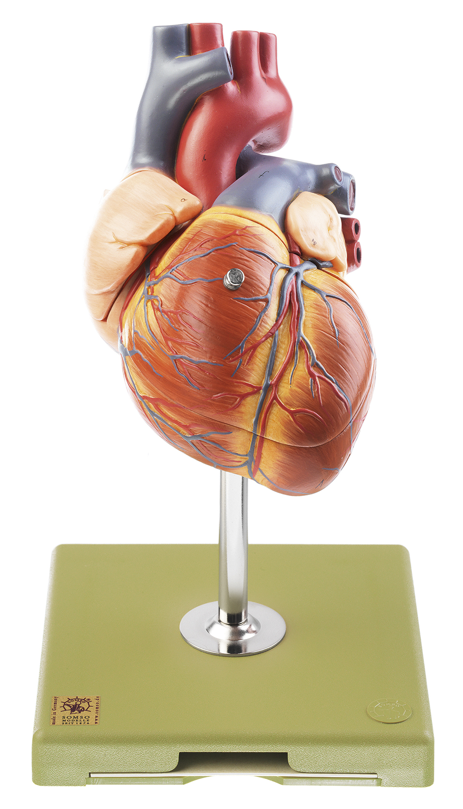 Herz mit Reizleitungssystem, Bestellnummer HS 6/1, SOMSO-Modelle