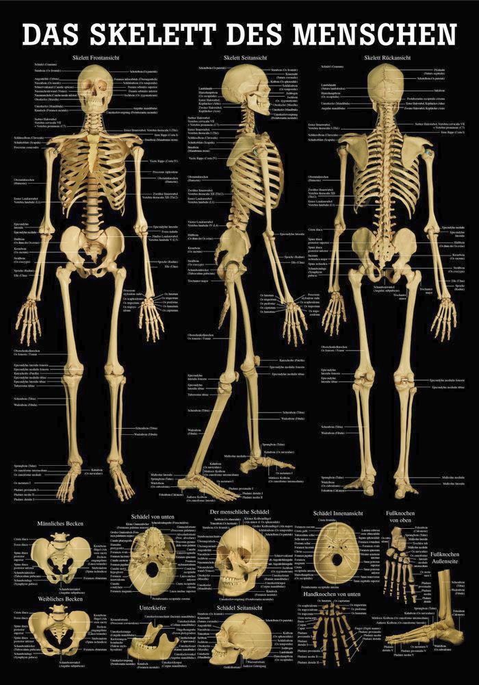 Das Skelett des Menschen 24x34 cm, laminiert, Bestellnummer MIPOTA71/L, Rüdiger-Anatomie