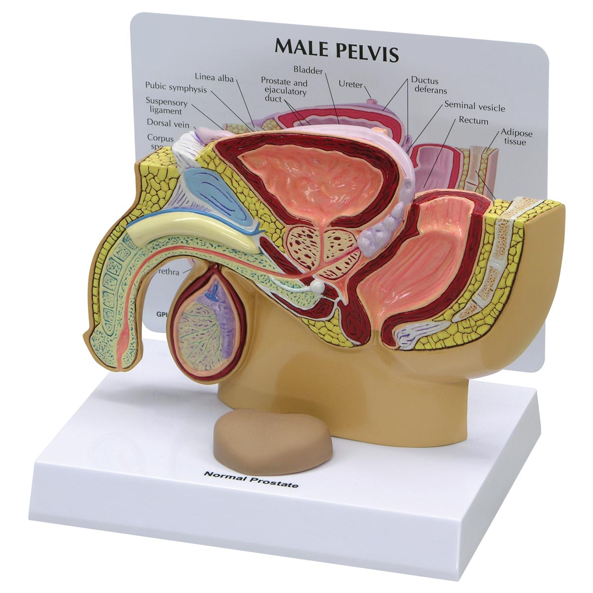 Männliches Becken mit Prostata, Bestellnummer 1019562, 3550, GPI Anatomicals