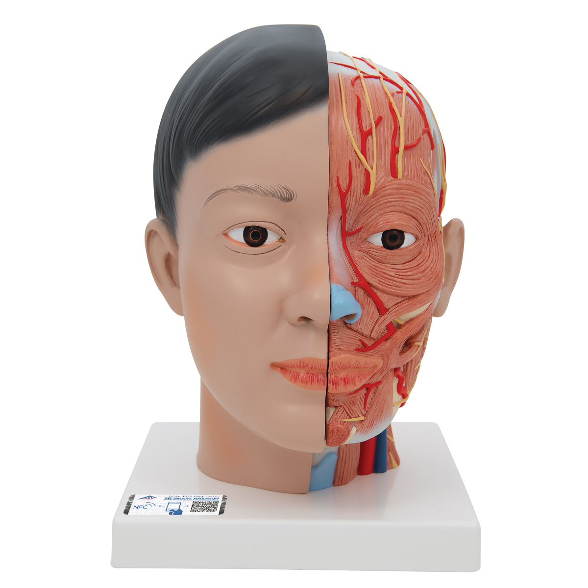 Lebensgroßes, asiatisches Kopfmodell mit Gehirn & Hals, 4-teilig - 3B Smart Anatomy, Bestellnummer 1000215, C06, 3B Scientific