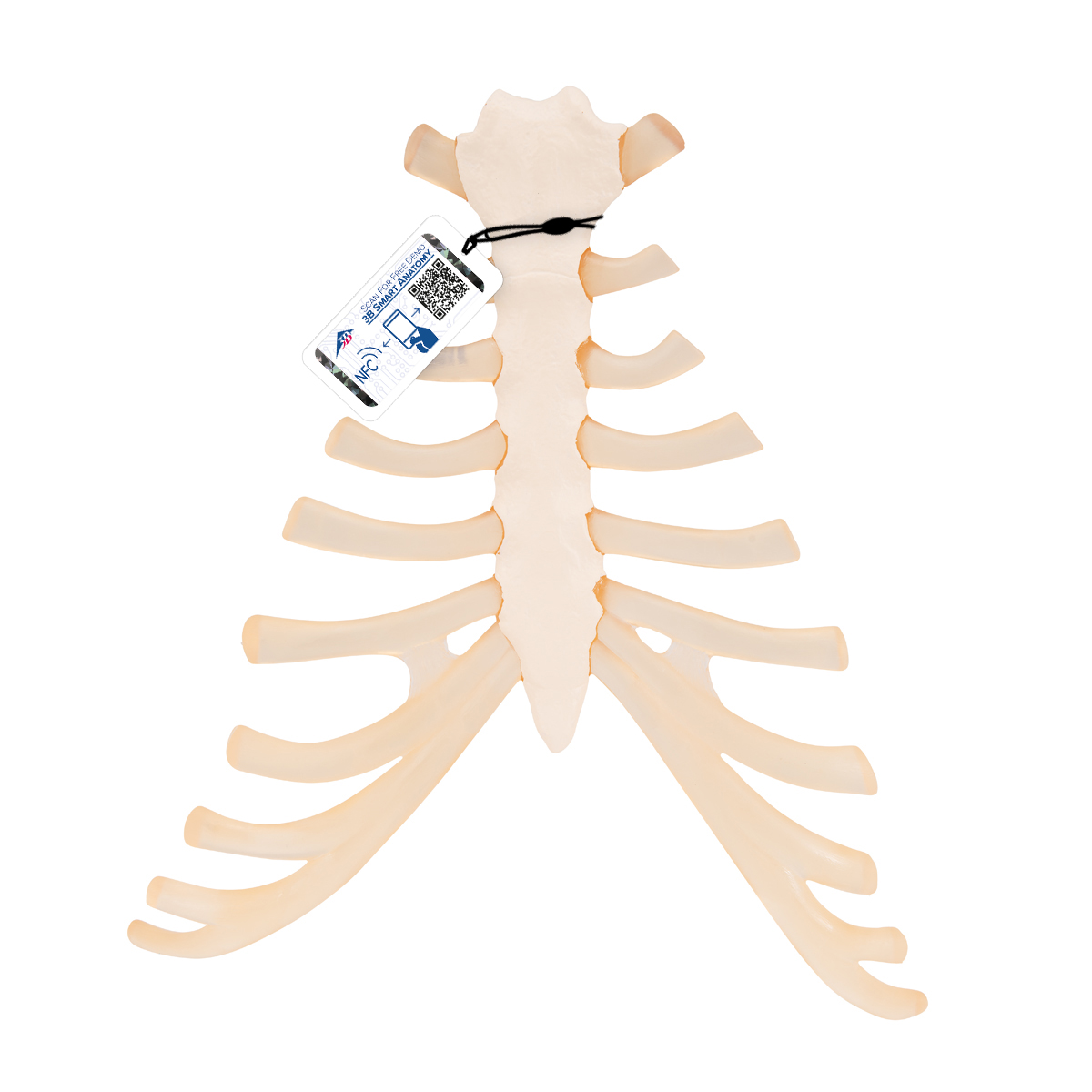 Brustbein Modell mit Rippenknorpel - 3B Smart Anatomy, Bestellnummer 1000136, A69, 3B Scientific
