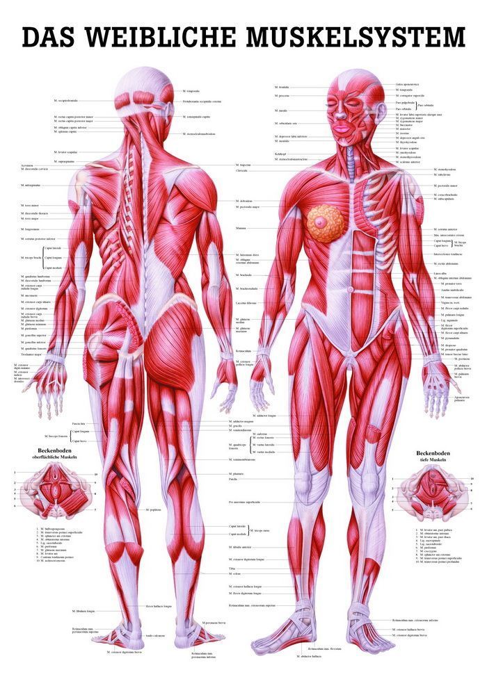 Weibliches Muskelsystem, 50x70 cm, laminiert, Bestellnummer PO35/L, Rüdiger-Anatomie