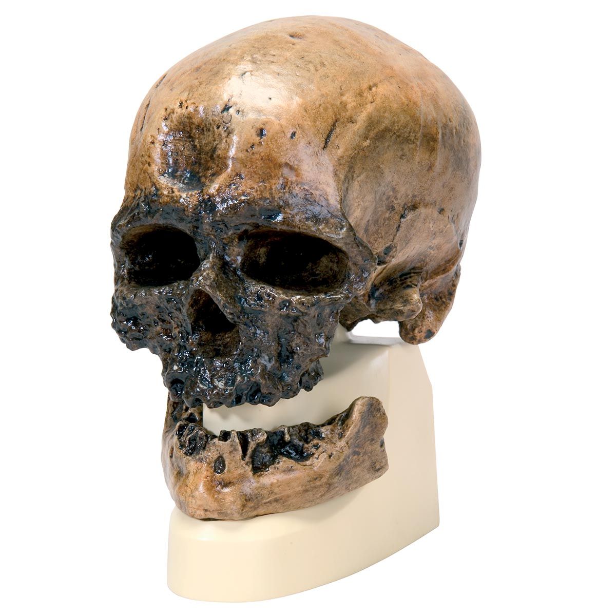 Schädelreplikat Homo sapiens (Crô-Magnon)