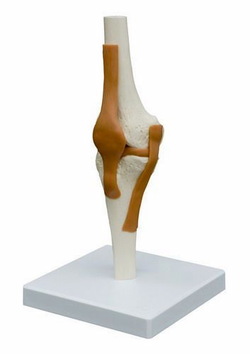 Kniegelenk, schwer, Bestellnummer A252, Rüdiger-Anatomie