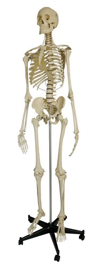 Homo-Sicherheitsskelett, schwer, Bestellnummer A200.6, Rüdiger-Anatomie