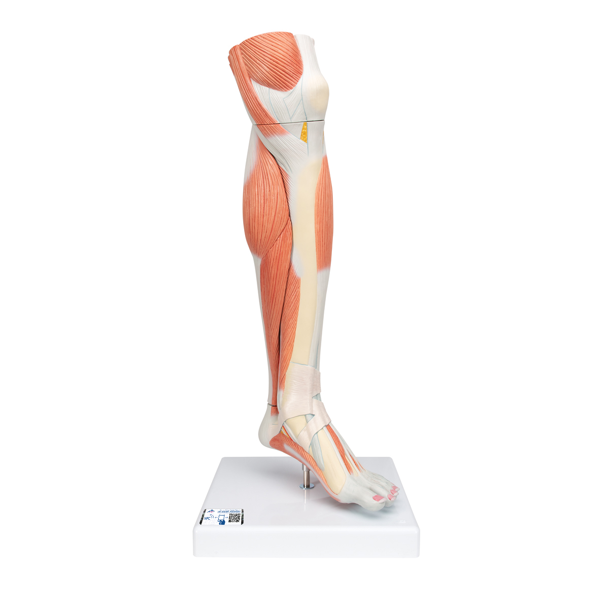 Beinmuskel Modell des Unterbeins "Luxus", 3-teilig - 3B Smart Anatomy, Bestellnummer 1000353, M22, 3B Scientific