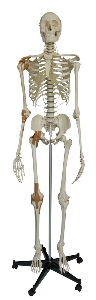 Skelett, mit 4 Gelenkbändern, schwer, Bestellnummer A204, Rüdiger-Anatomie